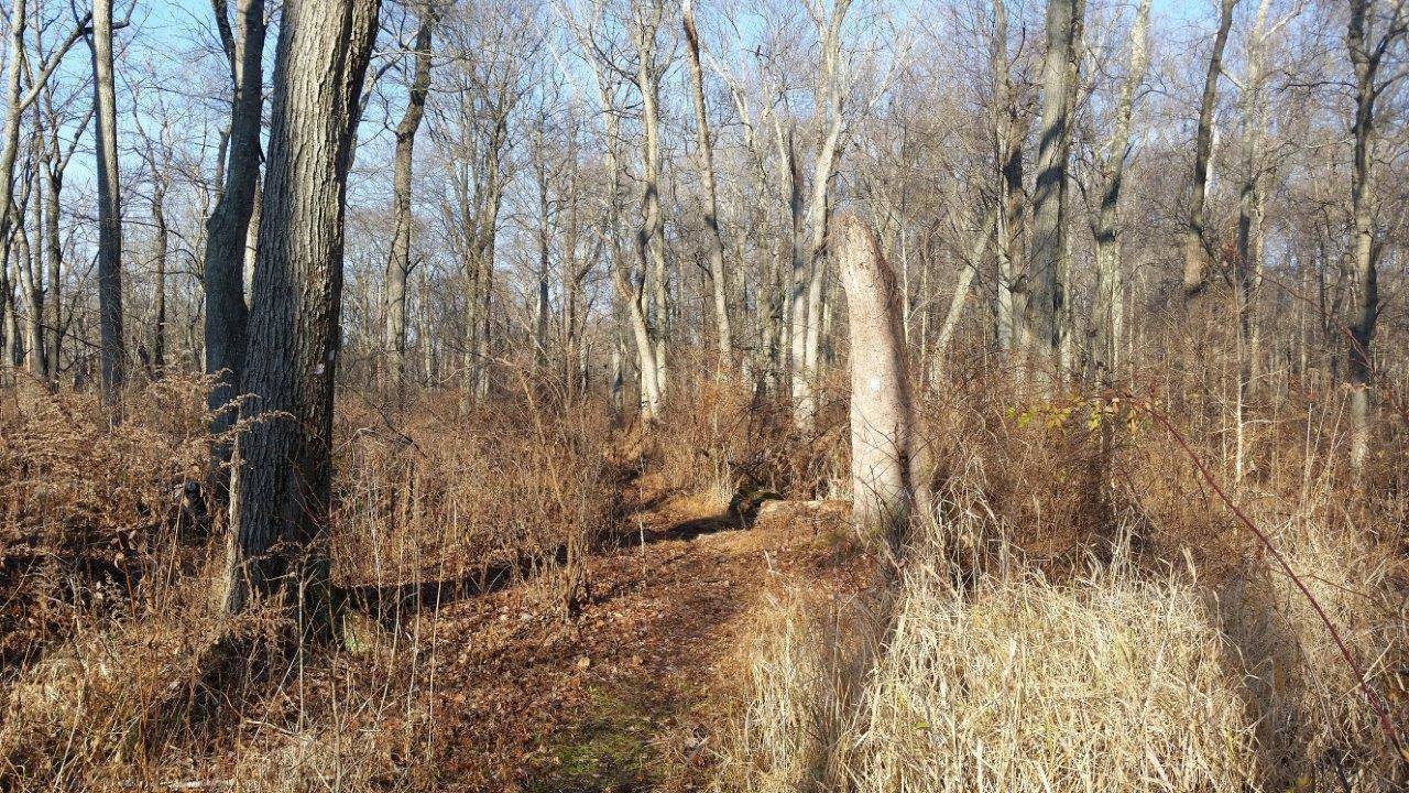 bfde99ca58eb0f43c97f_cb7c2a657f134061f85b_Ash_Brook_Reservation_Trail.jpg