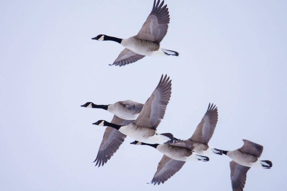 bfe2654ae2c81fdf38a1_geese_at_crystal_springs.jpg