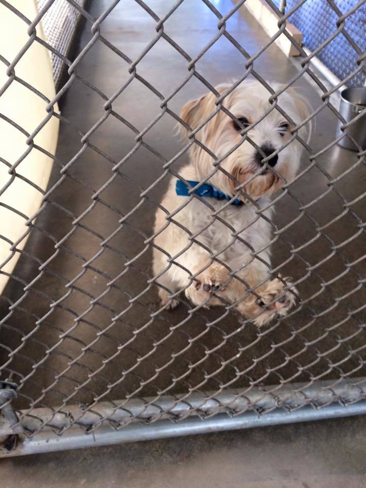 c0a4d97b9a576dc59d00_Found_Dog_Oct_13_16.jpg