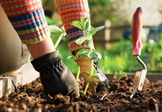 c0f28241a7a1fbd08f5b_sompixgardentherapy.jpg