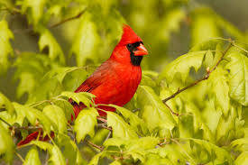 c178a0e2a1612101384b_cardinal.jpg
