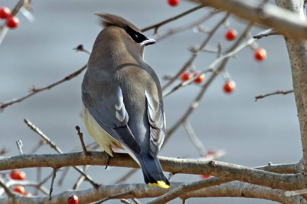c2b811580a47c168e9f9_Trailside_Talks_2017__World_of_Birds__cedar_waxwing_.jpg