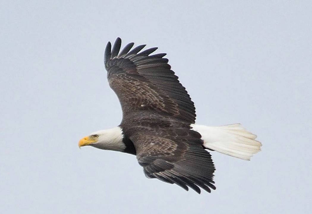 c3dd8745dad6db810baf_eagle.jpg