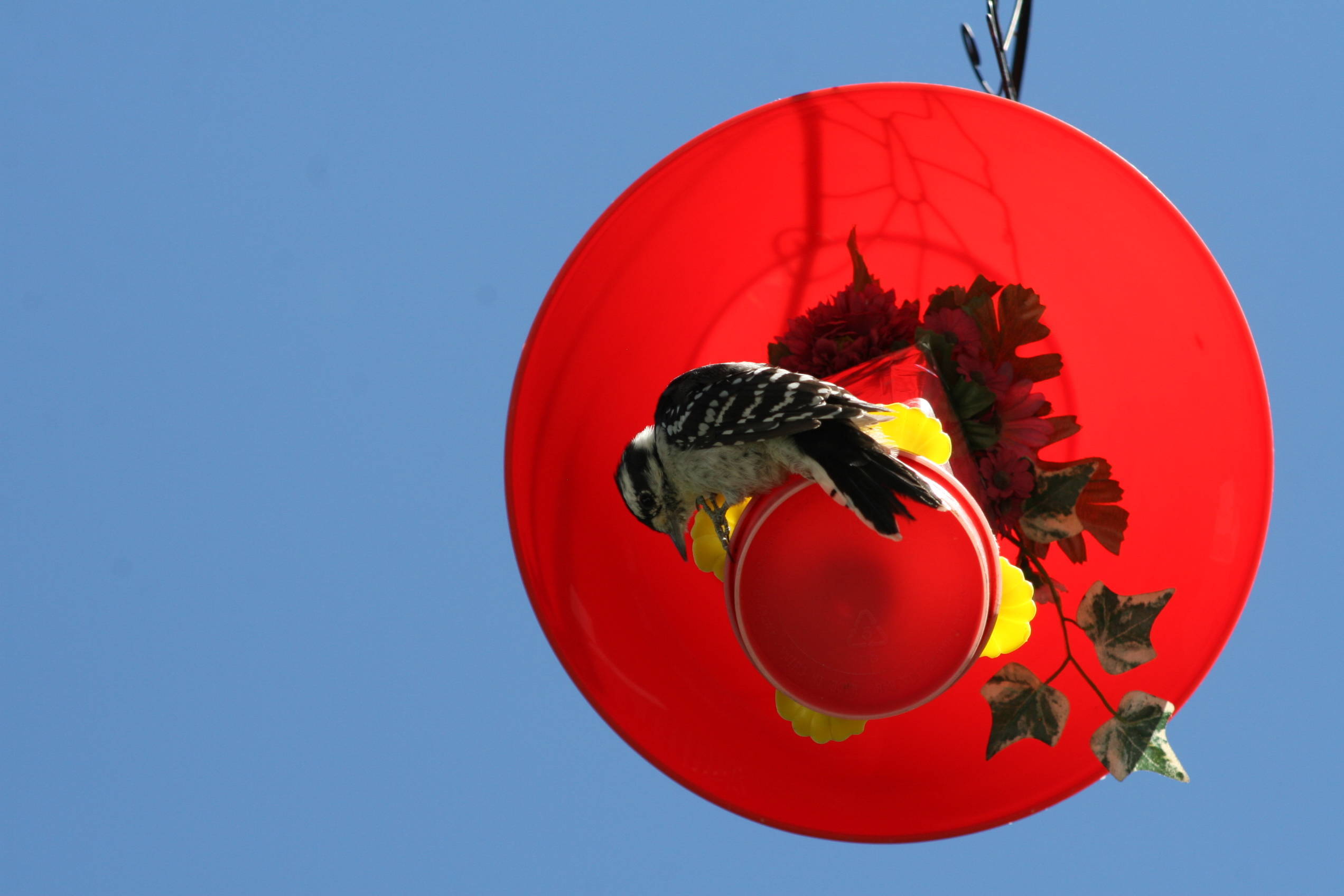 c4b079f22430b8a156ca_sompixphotocontest.jpg