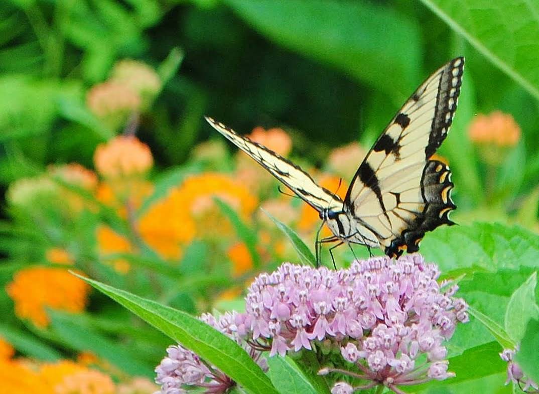 c5e27d1ad44b61a4f453_yellow_butterfly_Warinanco_Lake.jpg
