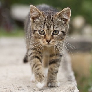 c624c099da026ef5805b_feral-kitten.jpg