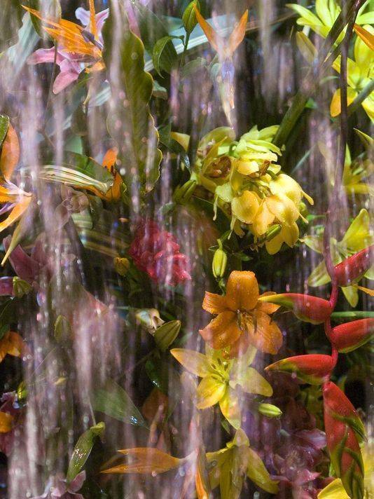 c6627fefe7e4bee8c772_dea62f149d965434cc01_water_and_flower_image_FLOWER-SHOW02.jpg