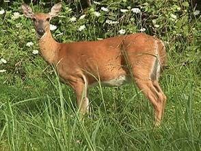 c6b8f557415bf6dc07d5_86bbe921476def2c415c_Deer_Hunt.jpg
