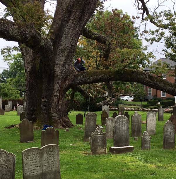 Towering Oak Tree that Has Been Basking Ridge Landmark for Centuries ...