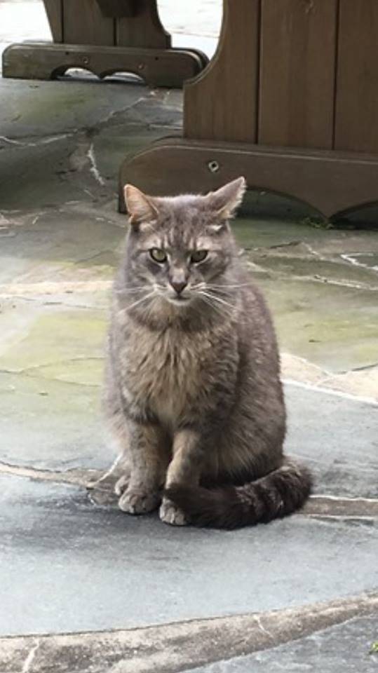 c9b50e1c618bc77840ba_ddb6baa0fa0e6890bdd9_fanwood_cat.jpg