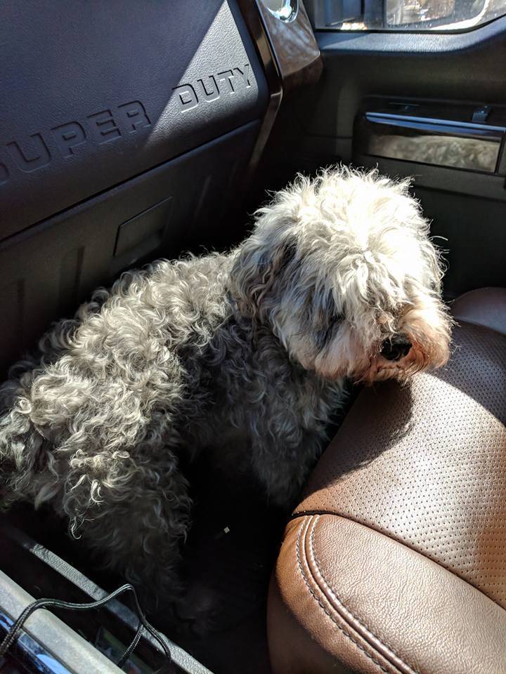 cd55d02d824673e26974_9d21c52b55aad4317858_doggie2.jpg