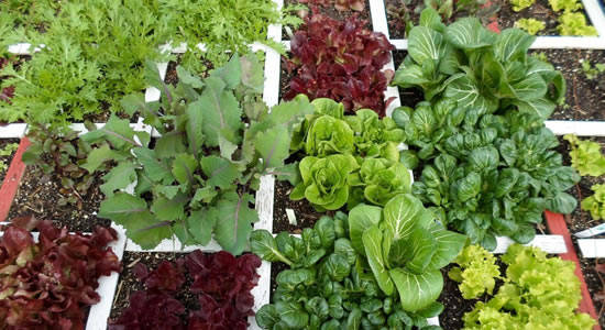 ce010d41a974a155e2ed_elegant-square-foot-vegetable-gardening-square-foot-vegetable-garden-alices-garden.jpg