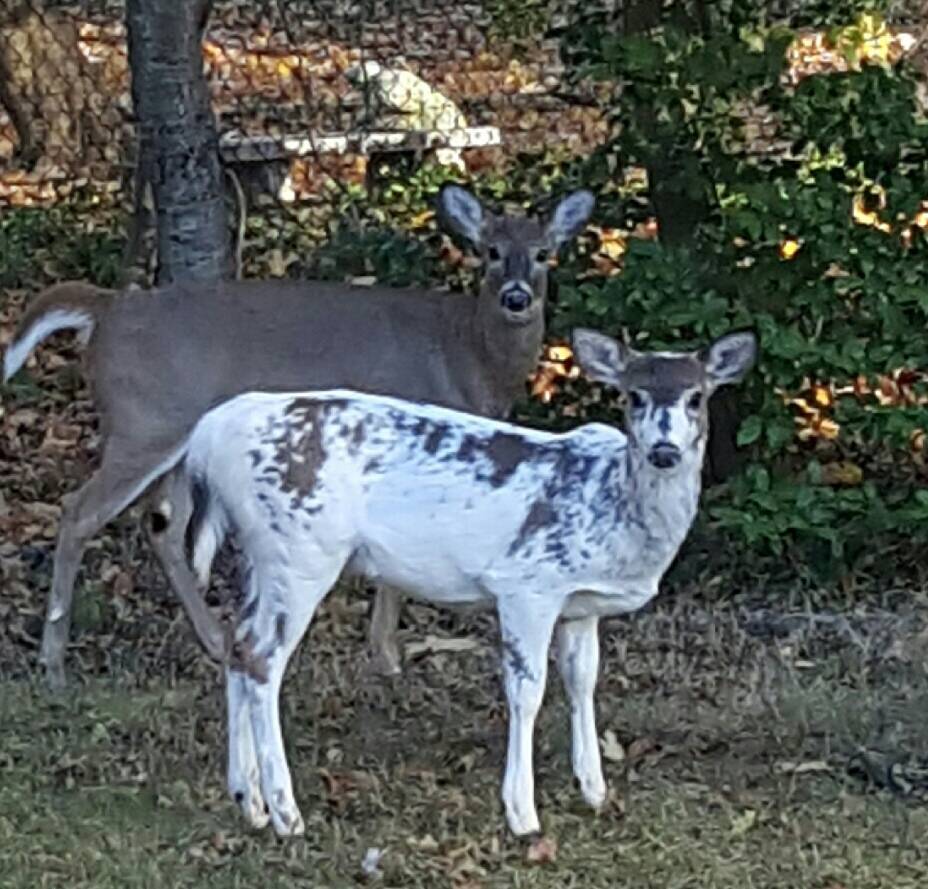 ce6aeef9d27d8d41456b_deer.jpg