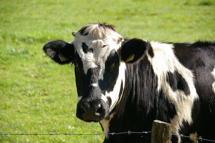 cf268f51d29a52b8c306_cow-234835__480.jpg