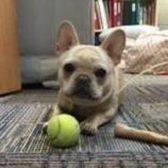 Sparta High School Service Dog Update Fundraisers New 41bc5aeaae3074ea51a9 Af51a012fad5d347b6 Franc Jpg