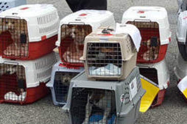 Pet shelters, welfare groups step up to meet Harvey's threat