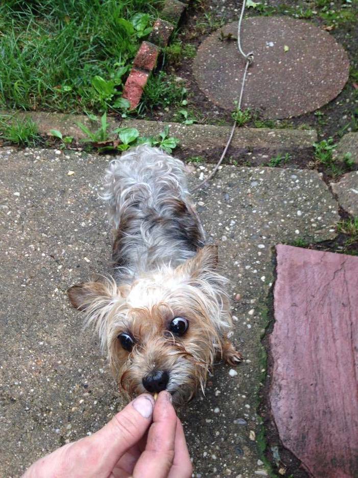yorkie rescue ta yorkie found seeking owners news tapinto yorkie rescue ta yorkie found seeking owners news tapinto