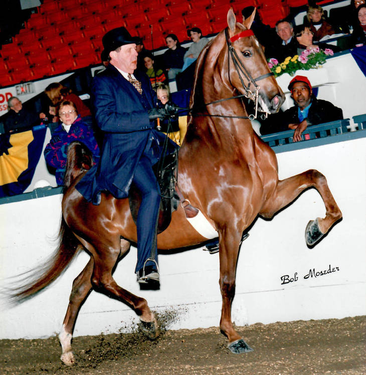 Show Horse Trainer, Ronnie Graham Passes Away TAPinto