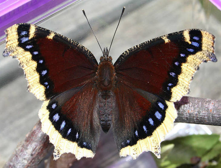 East Brunswick Town Wide Butterfly Survey Begins Tapinto