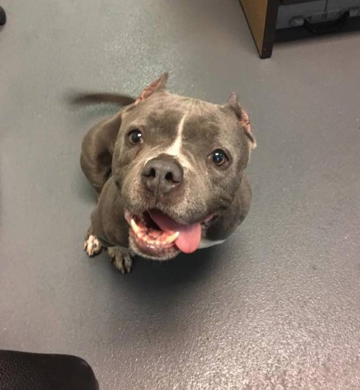 Willow, a Pocket Pittie, is Looking for a Forever Home TAPinto