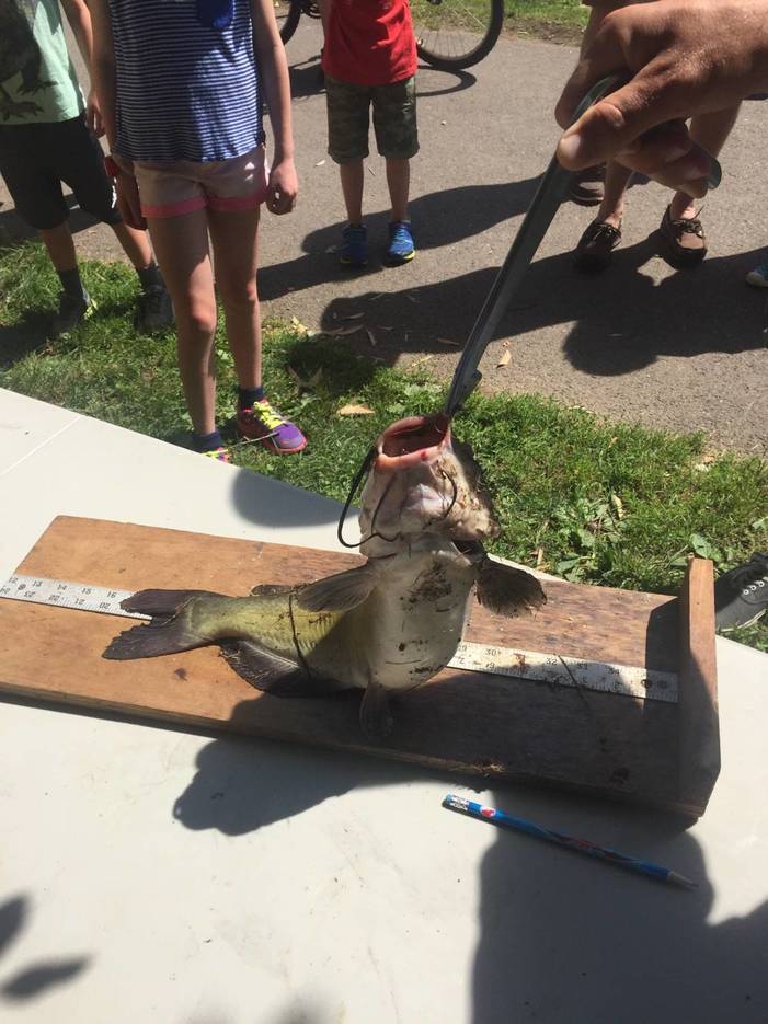 19.5 Inch Catfish Caught at Fishing Derby TAPinto