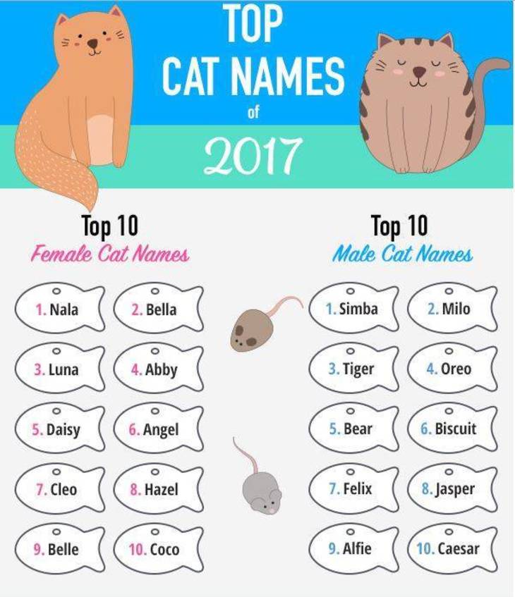 most-popular-cat-names-of-2017-have-a-disney-influence-east-hanover