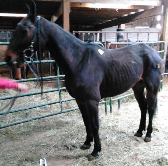 Former Owners Retrieve Horses From 'Kill Pen,' More need Help TAPinto