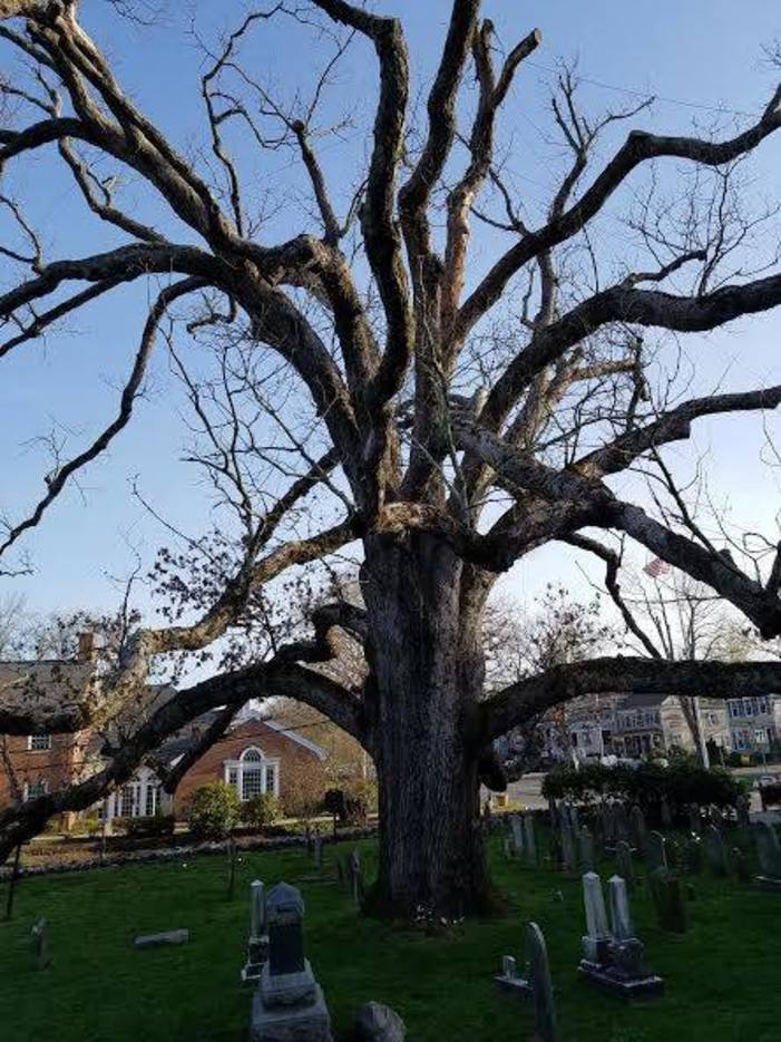 'Trees,' A Tribute to the Historic Oak, at Bernards Library on Thurs