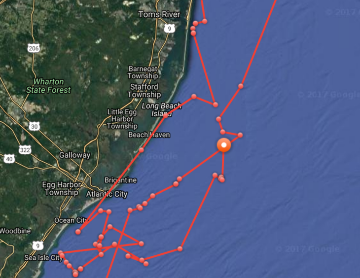 Great White Shark Mary Lee is 'Loopy' off Jersey Coast TAPinto