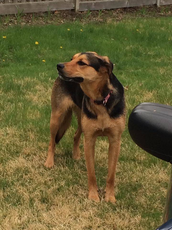 d32a4513784e58e3b3d8_0932fa05769ee2e3e809_lost_dog.jpg