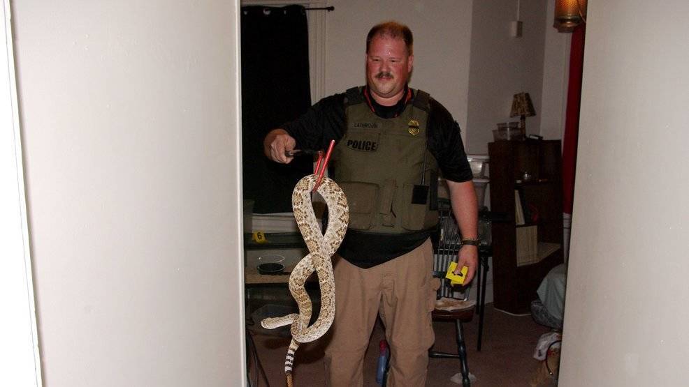 d3630dc5e8847bbdc259_Snakes.jpg