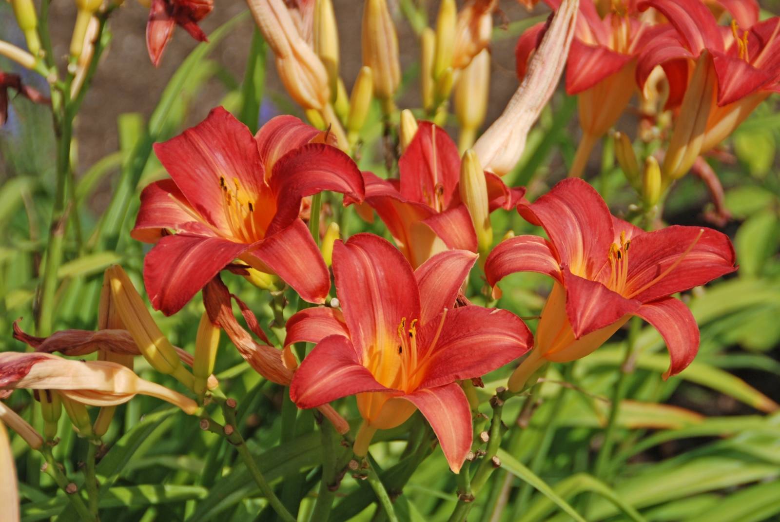 d3fe069123efe74cf064_daylily_image_photo_credit_MelindaMyersLLC.jpg