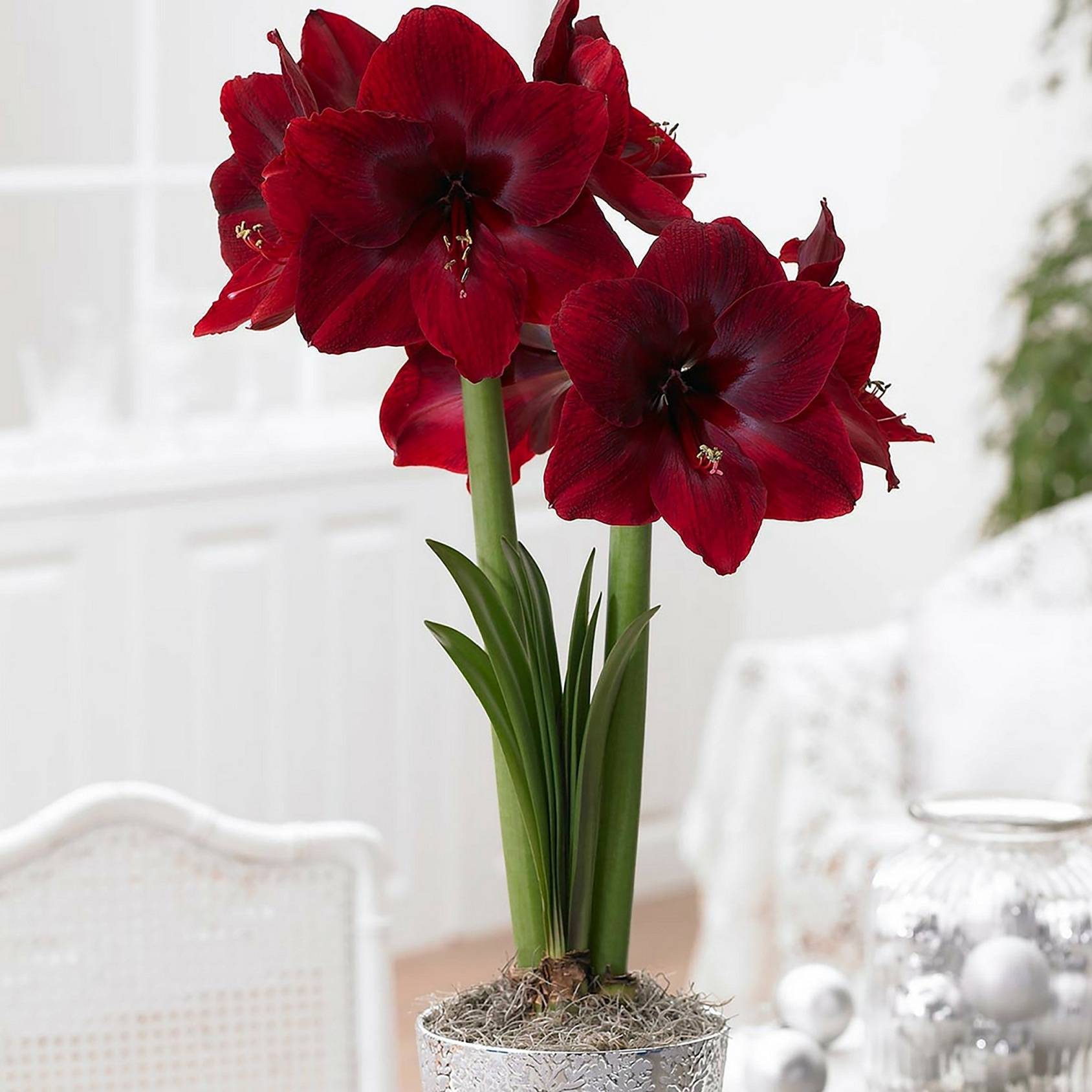 d5554489c831ebf802c4_Amaryllis_Red_Pearl_photocredit_Longfield_Gardens.jpg