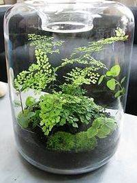 d58870fd7dd3d659b5bb_sompixterrarium.jpg