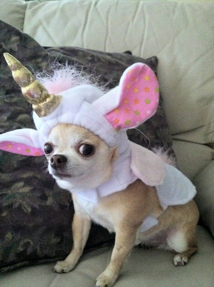 d91853fefc21f5d89589_ecd7b430050ebbba99bc_dog_unicorn.jpg