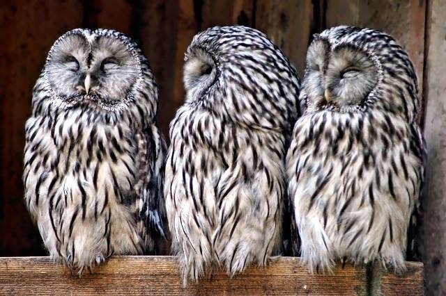 de0646028be055dbb08c_Owls.jpg