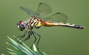 de13bae2359bb55baf89_dragonfly.jpg
