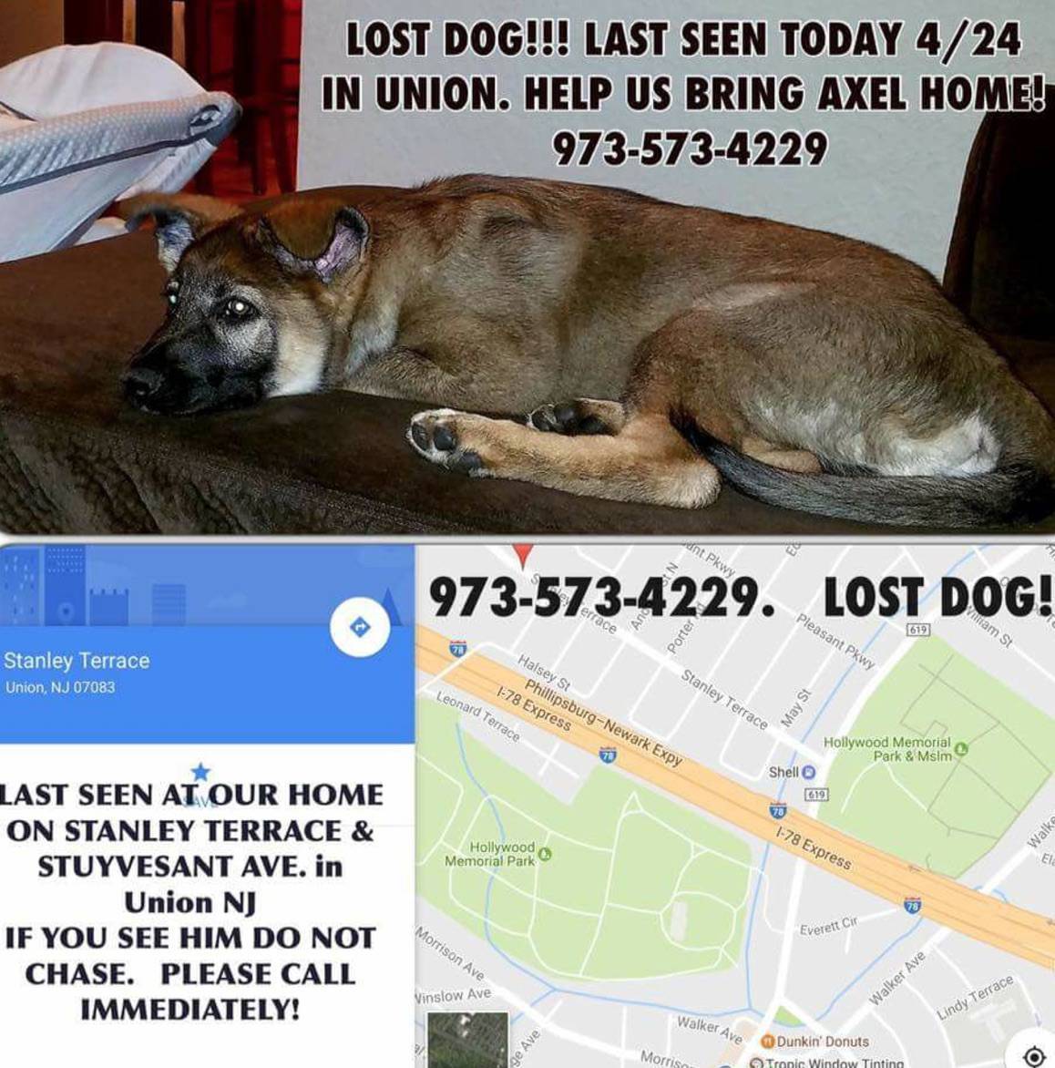 de2341041302370033f6_92c45dba537078262d1f_missing_dog_-_axel.jpg