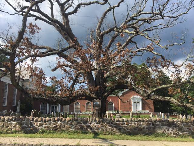e0b91580d2676964010a_OakTreeLookingDead.jpg