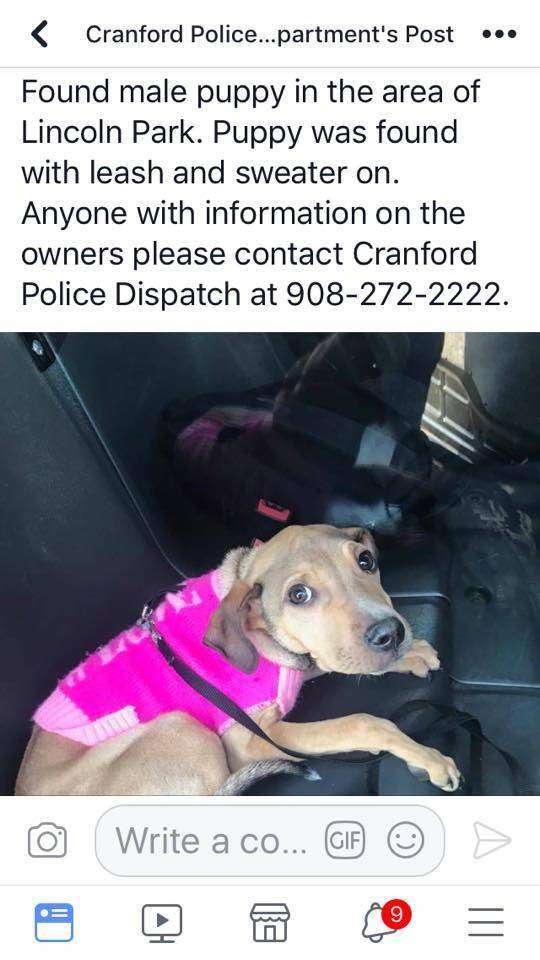 e181f1509bc8290940a1_lost_dog.jpg