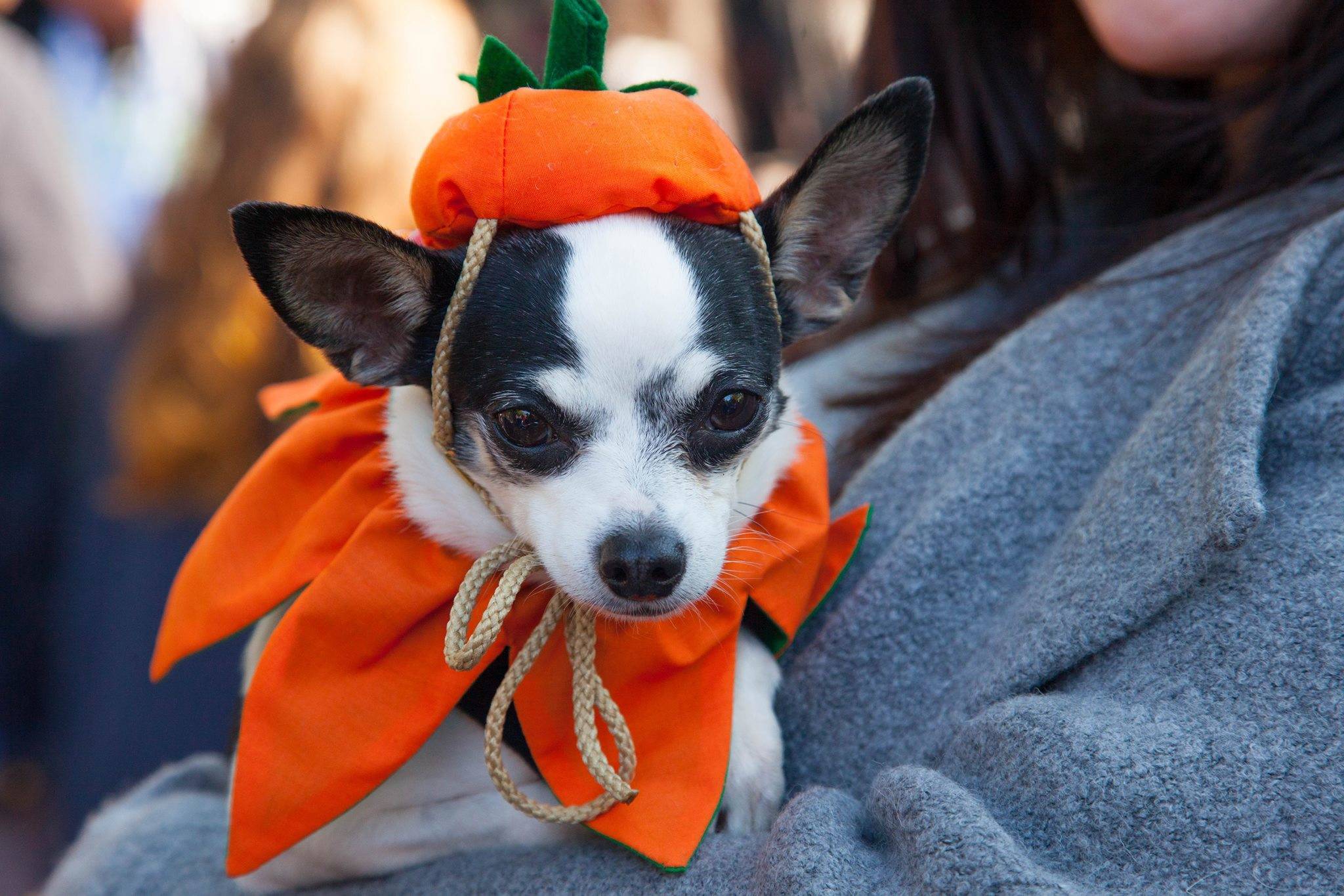 e2747741d4fd937dc02a_barktoberfest.jpg