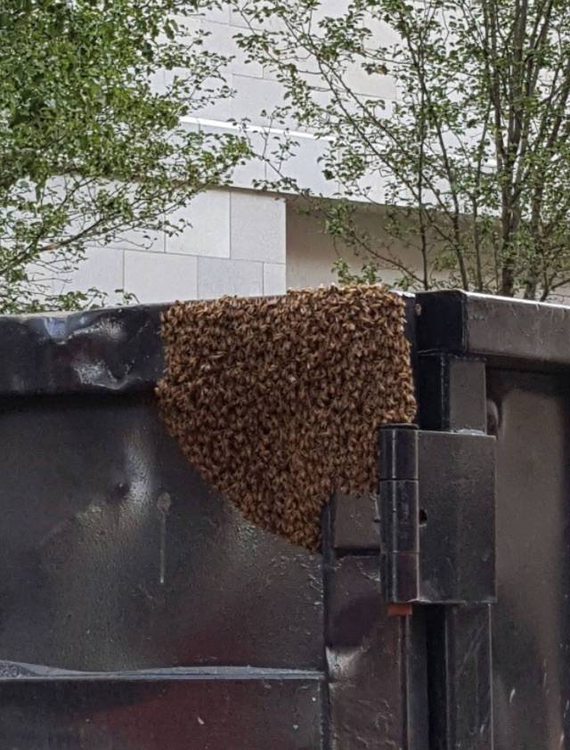 e2a0e261943128aa2b56_bees.jpg