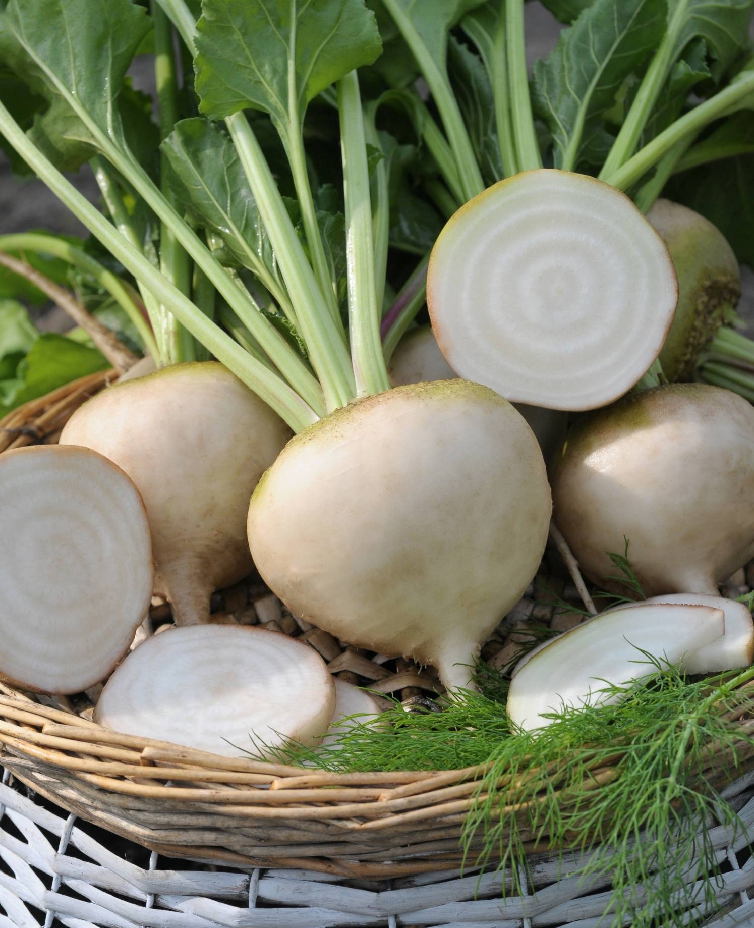 e3139aabbb6780c2b07d_Beet_Avalanche_credit_NationalGardenBureau.jpg