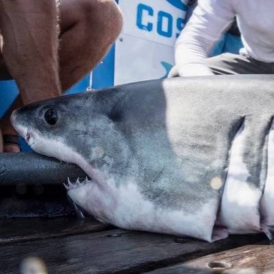 e4d0b29f516a7eccdcbf_gurneyshark10-28-17.jpg