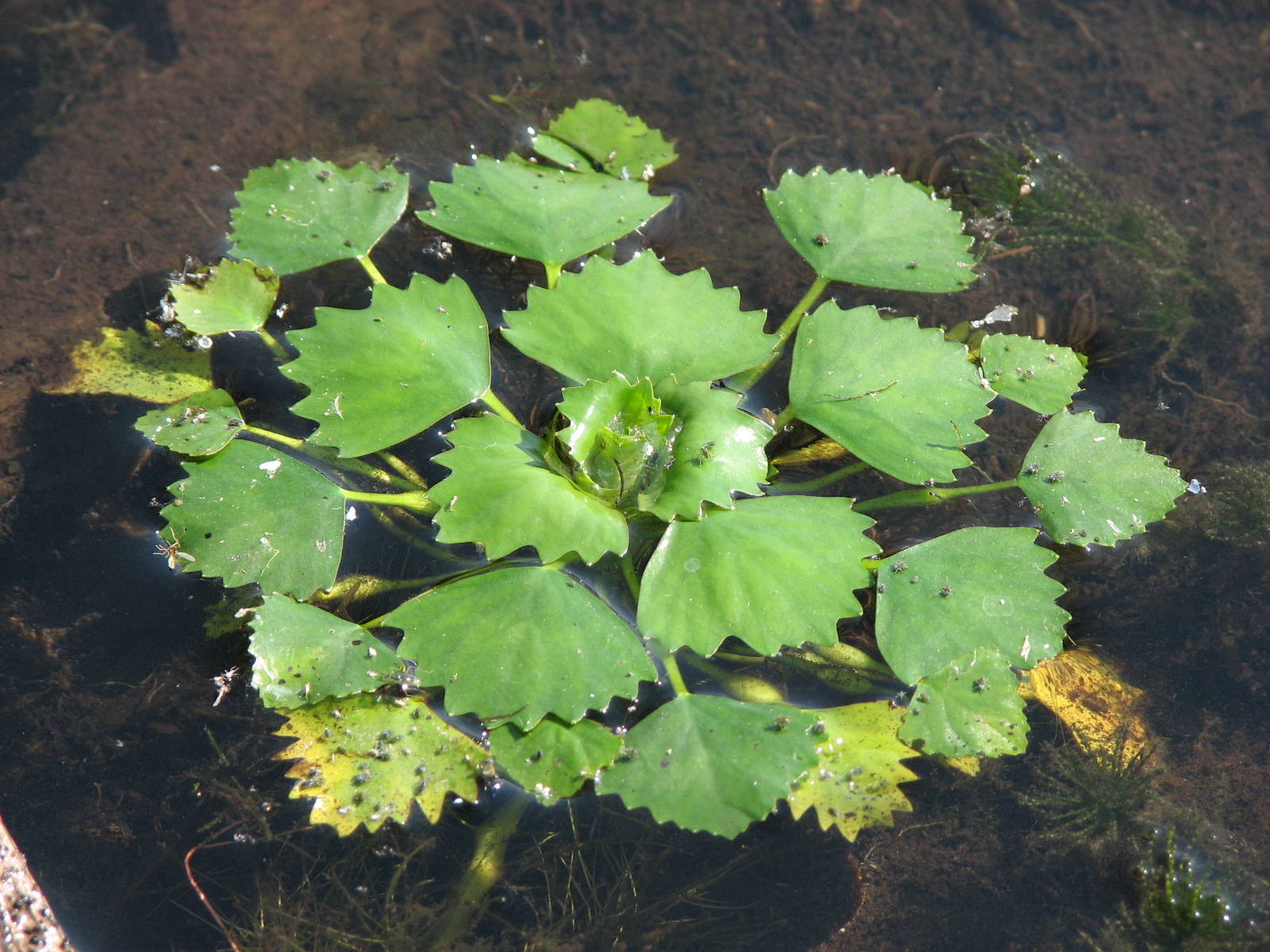 e5874a897c04f4512efb_Waterchestnut002.jpg