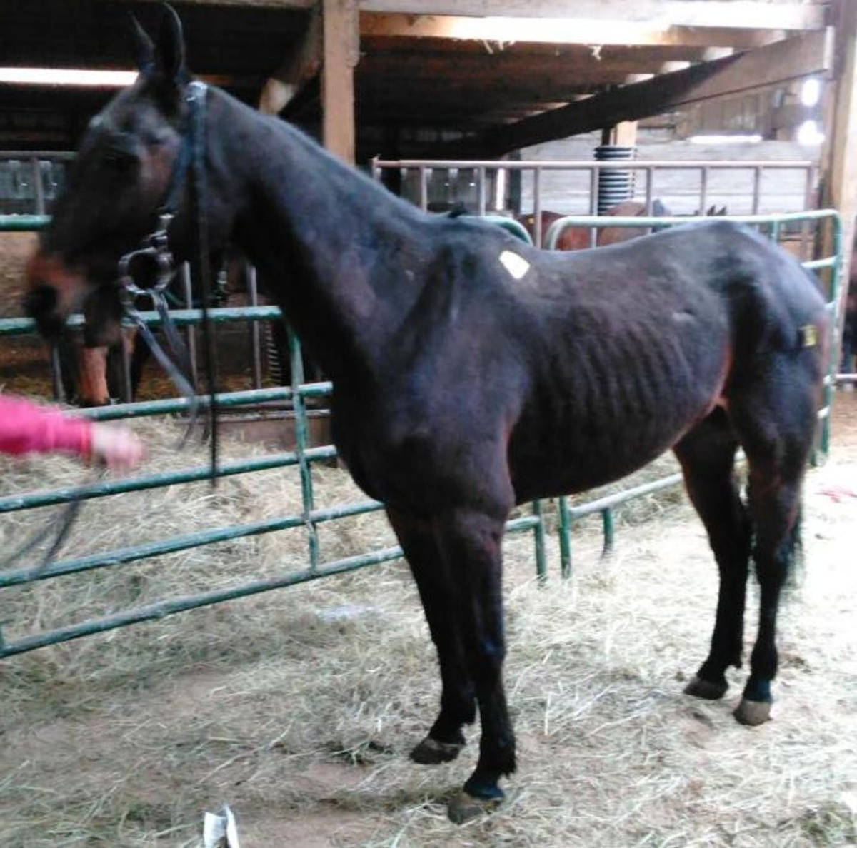 Former Owners Retrieve Horses From 'Kill Pen,' More need Help Nutley