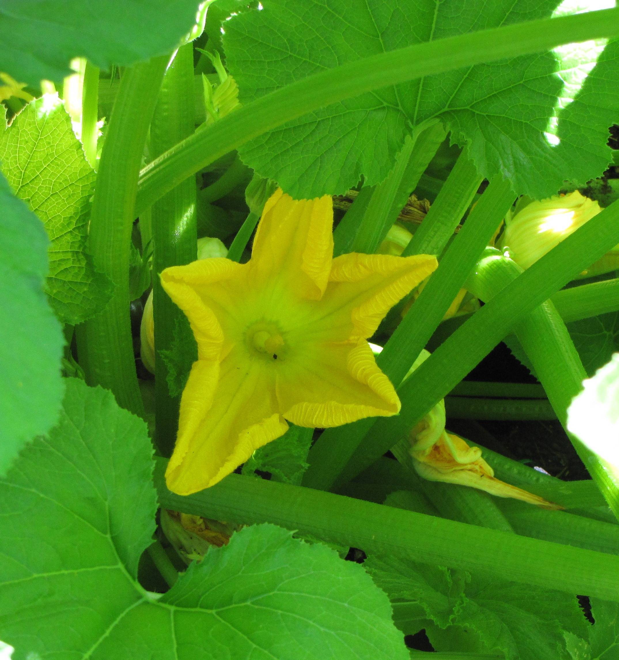 e66d9d7e11b5766caa70_94c39322ce76a180bfc9_squash_flower_small__Madeline_Flahive_.jpg