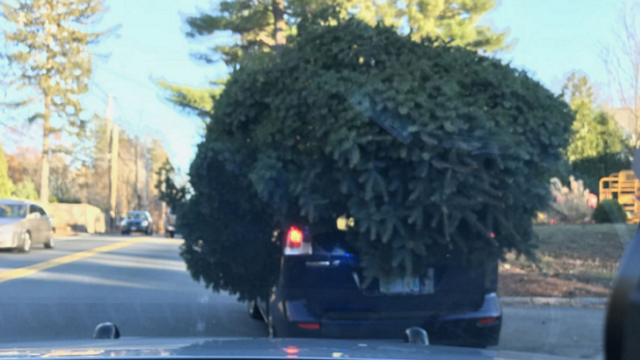 e6832627a2341b8371bf_ChristmasTreeTooBig.jpg