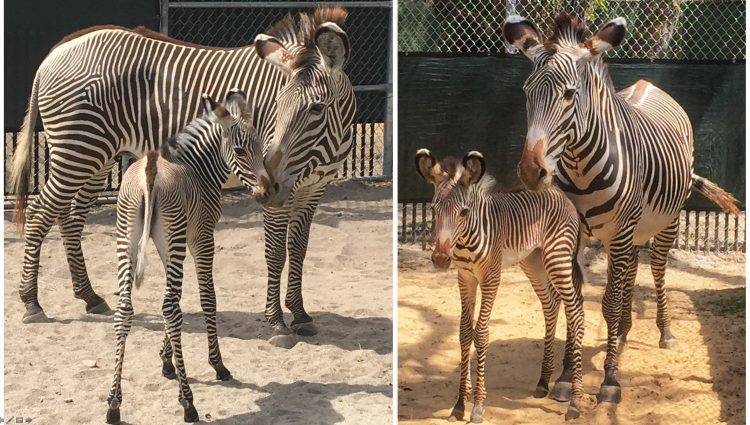 e7acba8ef9ccce5a4a60_Zebra-foals-May2018-1-750x425.jpg