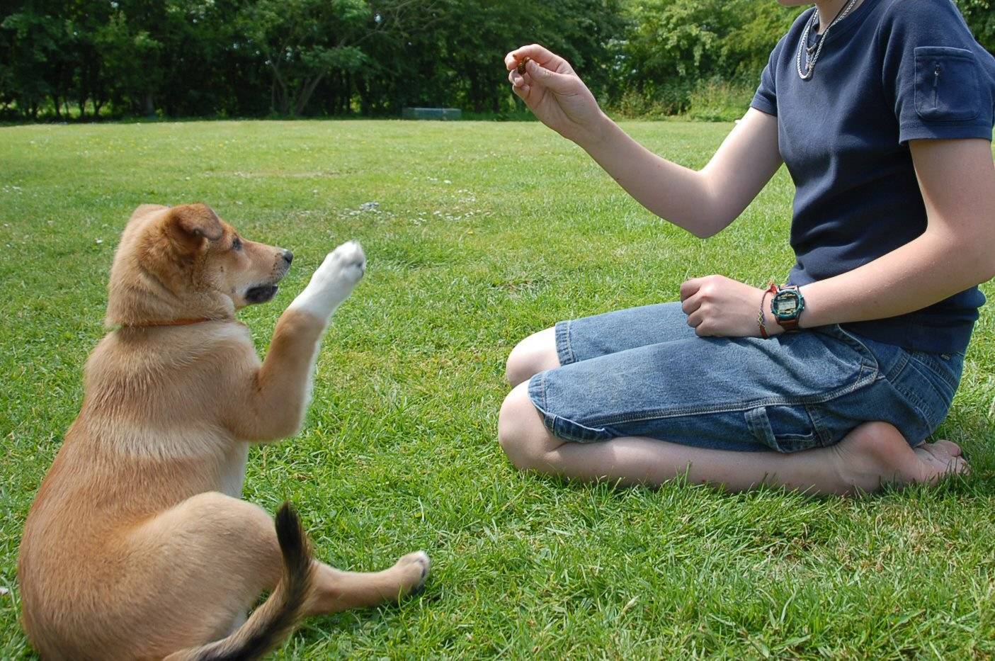 e8233f584b5b880ef946_Dog-Training-How-to-Train-Your-Dog-to-Sit1440856.jpg